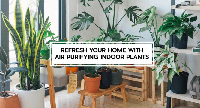 air purifier indoor plants