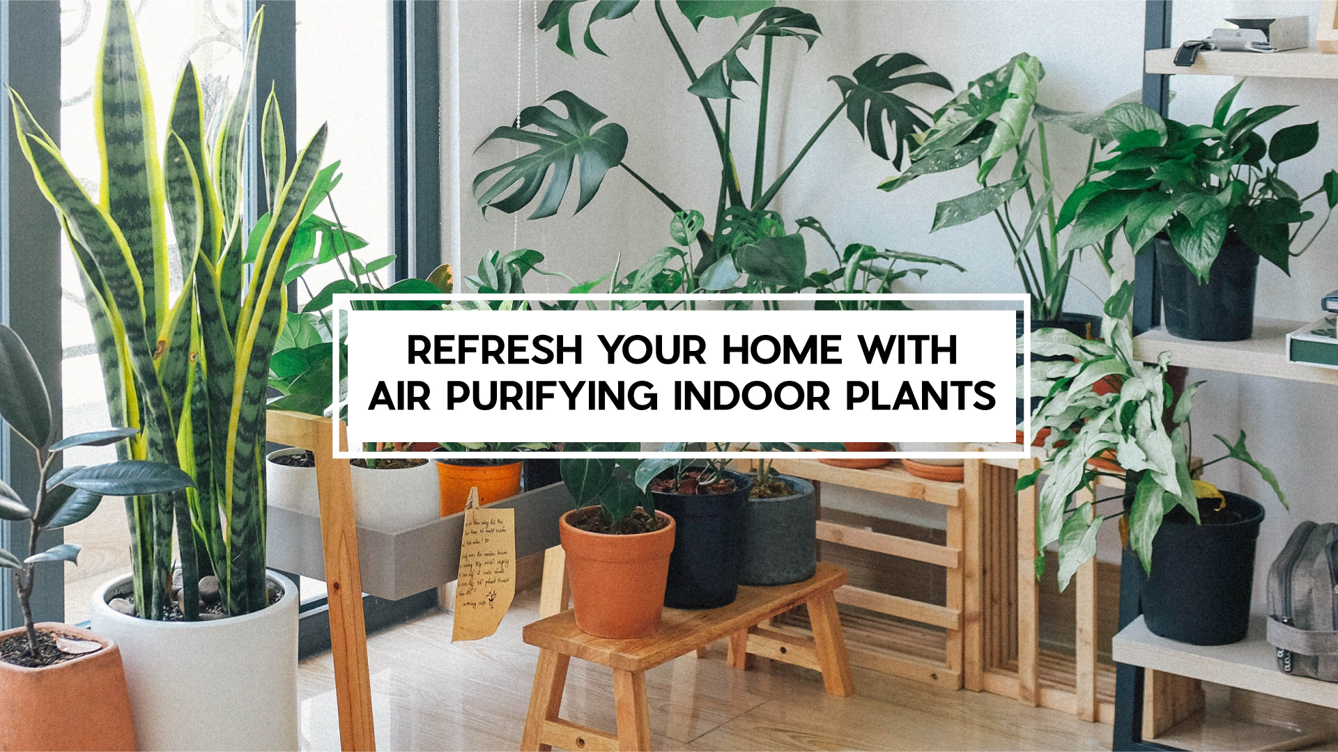 Top 10 Air Purifier Indoor Plants | Gems City